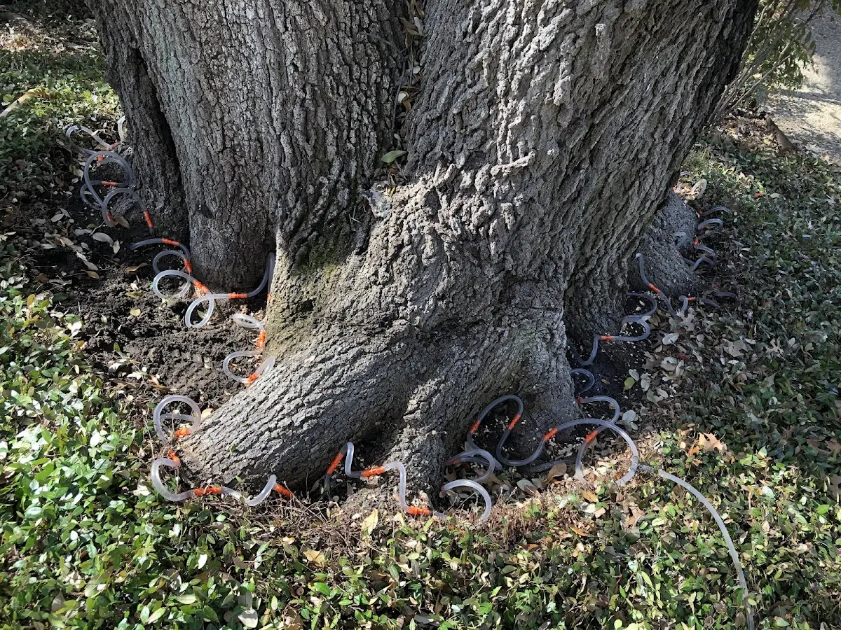 Detailed Tree Cabling and Bracing job site in Manly
